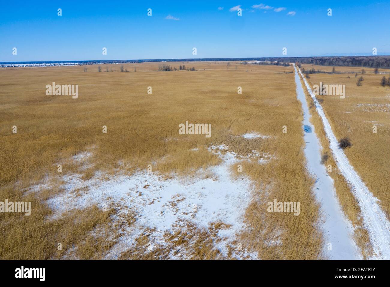 Algonac, Michigan - St. John's Marsh, une prairie humide avec sentiers de randonnée et de canoë. Les quenouilles indigènes et d'autres plantes ont été largement remplacées par le Th Banque D'Images