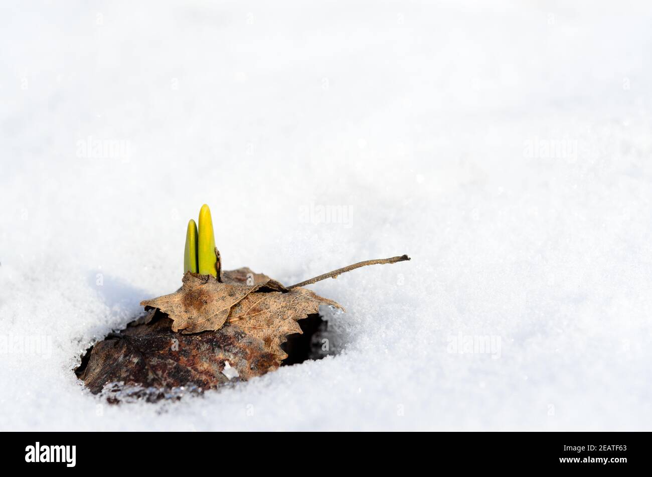 Des pousses de Daffodil émergent dans la neige au début du printemps Banque D'Images