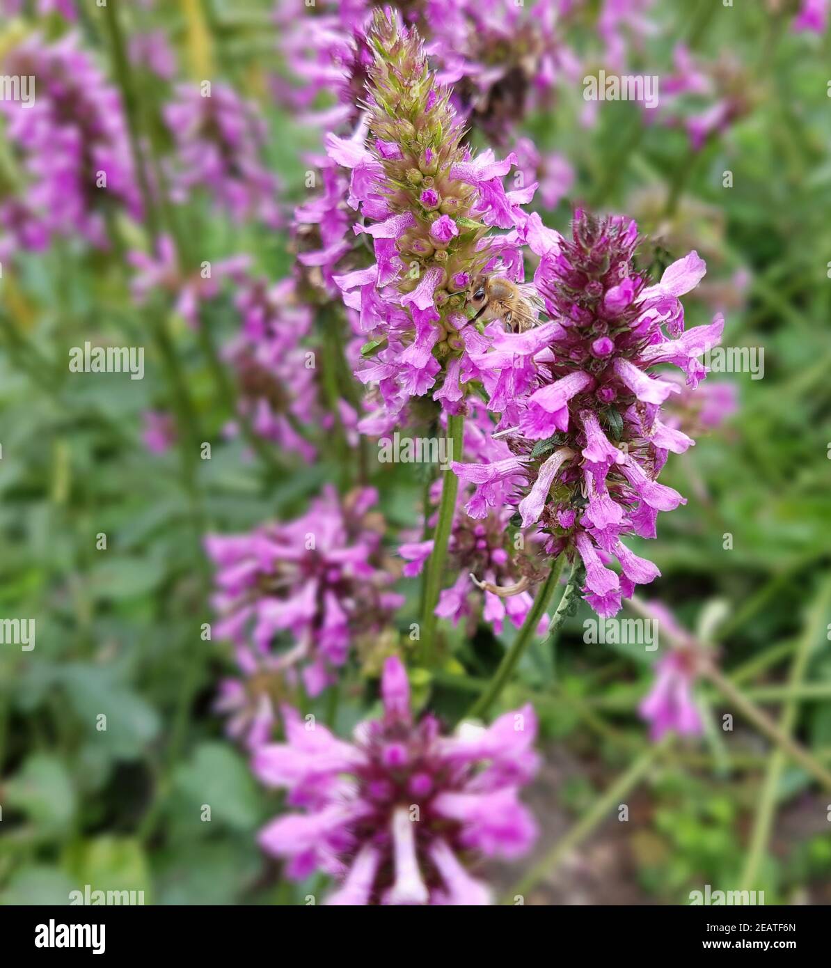 Ziest Stachys officinalis Betonie Heilpflanze Banque D'Images