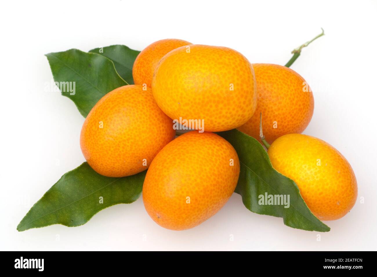 Kumquat Fortunella ; ; ; agrumes Banque D'Images