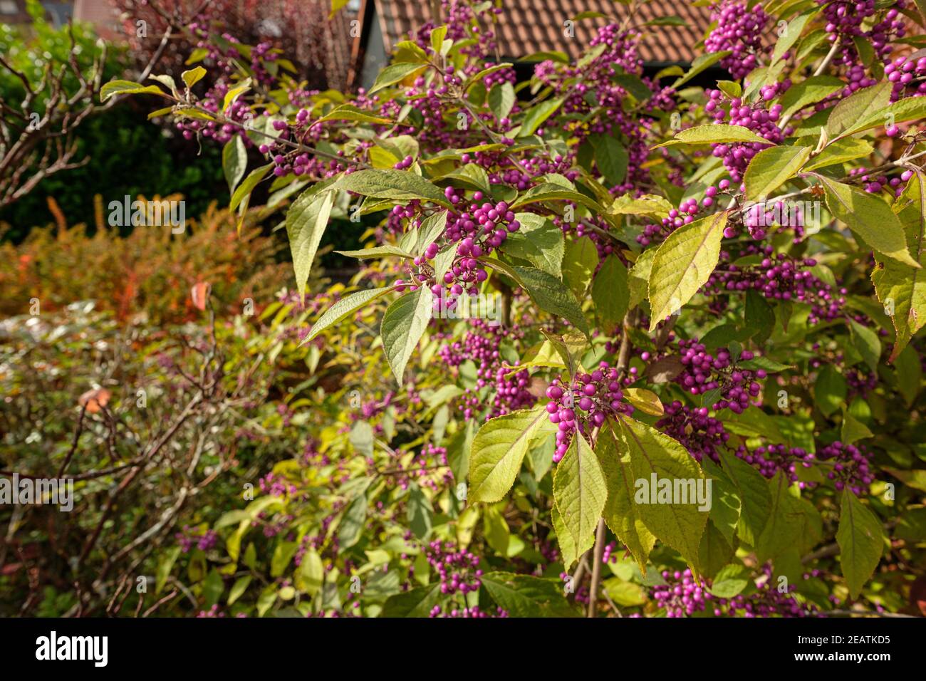 Aux baies de nénutyrtille (Callicarpa) et aux baies de lilas en automne Banque D'Images