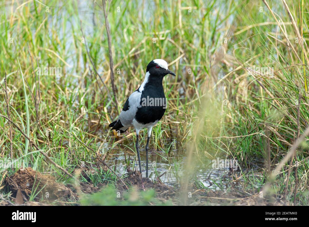 Forgeron lapwing Bird, Bwabwata Namibie Afrique Banque D'Images