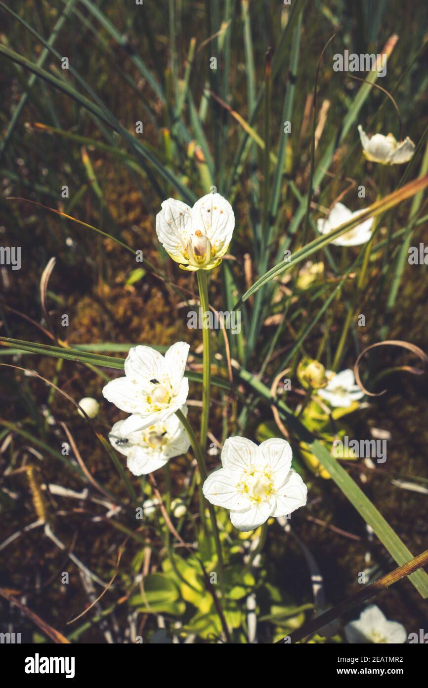 Parnassia palustris fleurit dans le Parc national de la Vanoise, France Banque D'Images