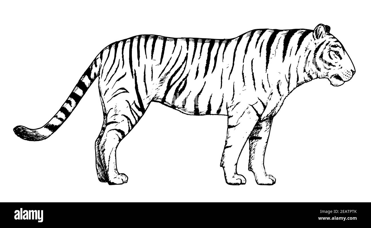 Dessin de tigre - croquis à la main de chat sauvage. Illustration de Vecteur