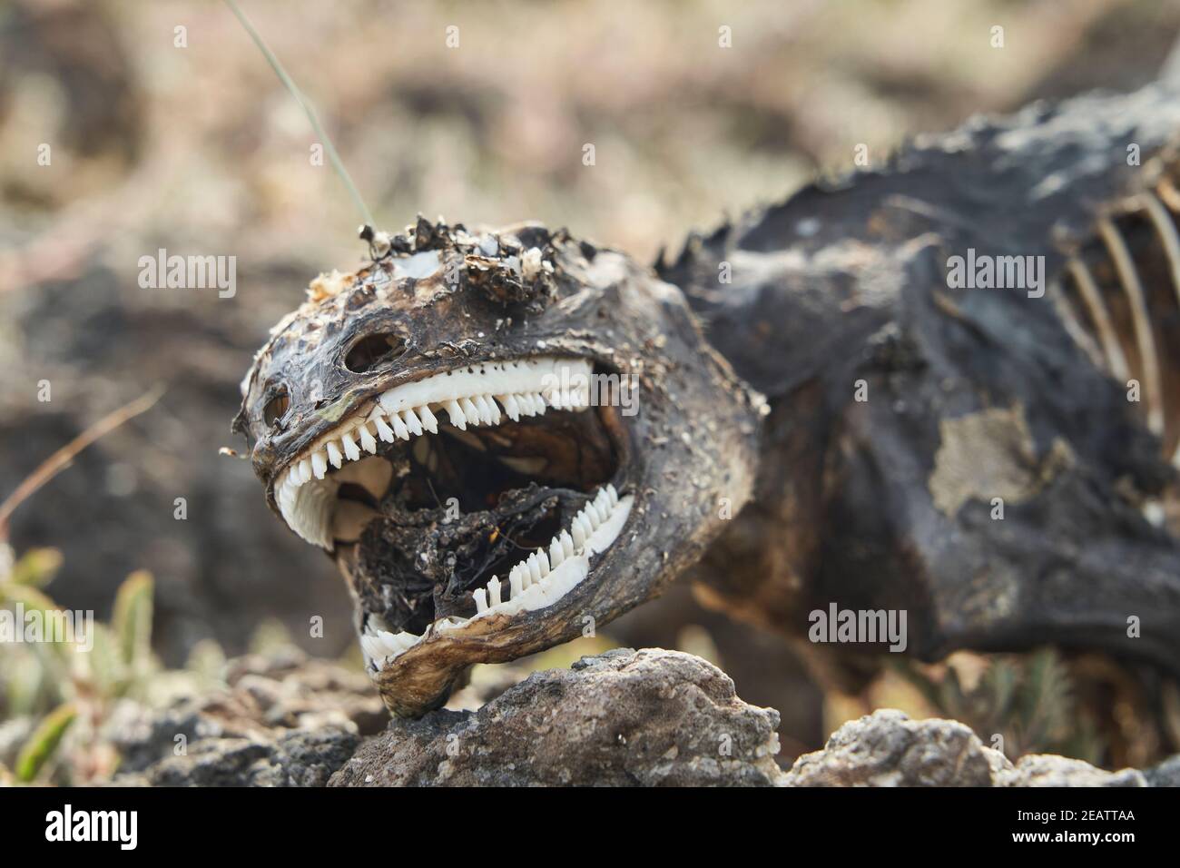 Galapagos Land iguana, Conolophus subcristatus. Portrait à faible profondeur de champ d'un corps lézard mort et décomposé, ressemblant à un dinosaure avec humour Banque D'Images