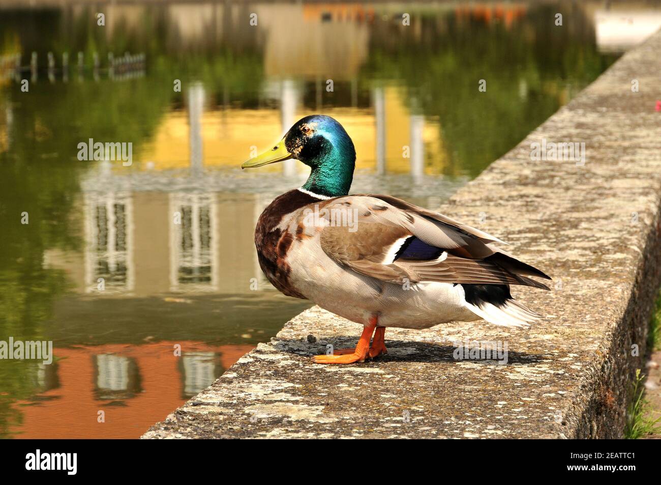 Canard dans un parc à Hanovre Banque D'Images