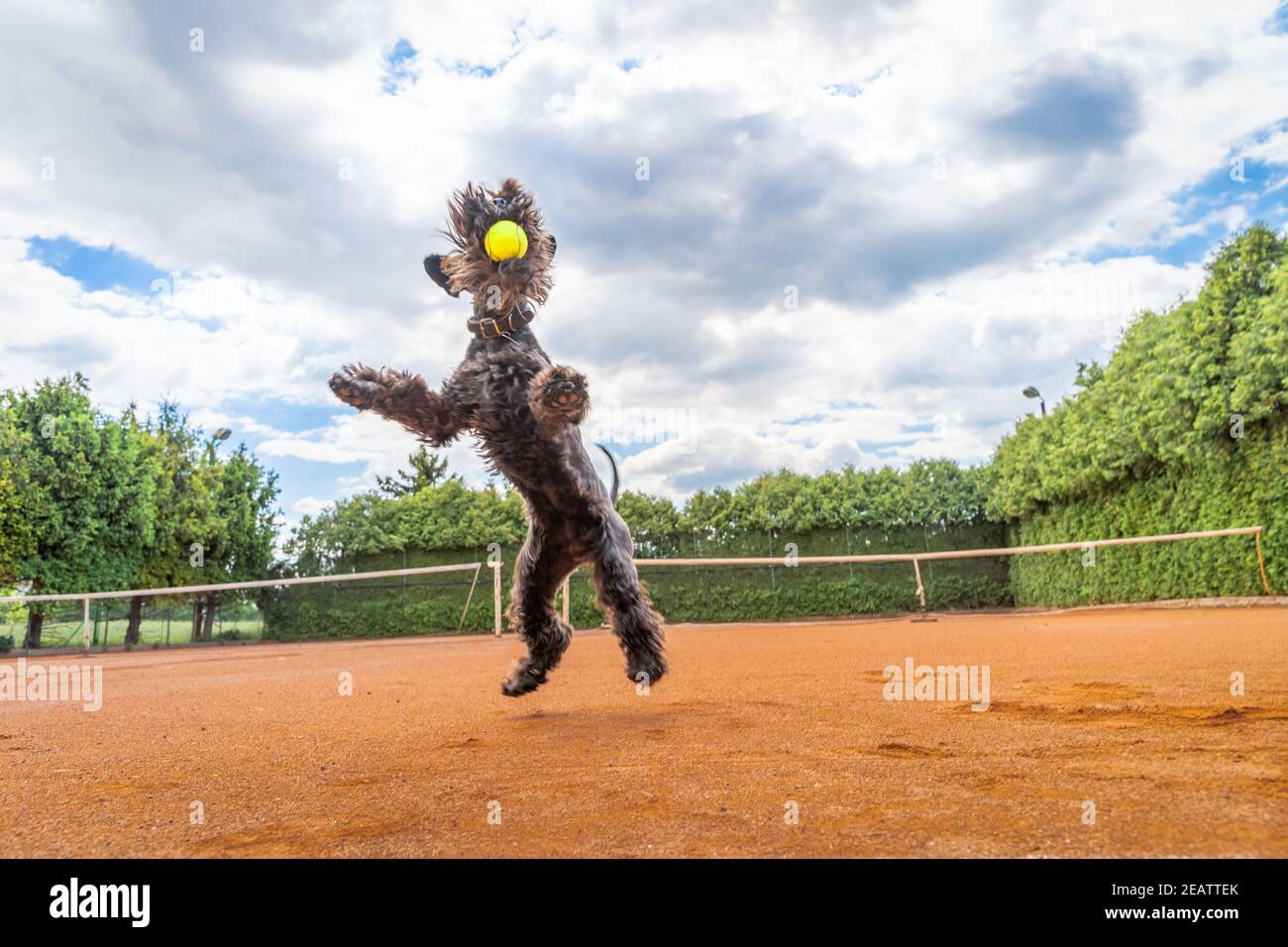 le chien attrape une balle de tennis sur le court Banque D'Images