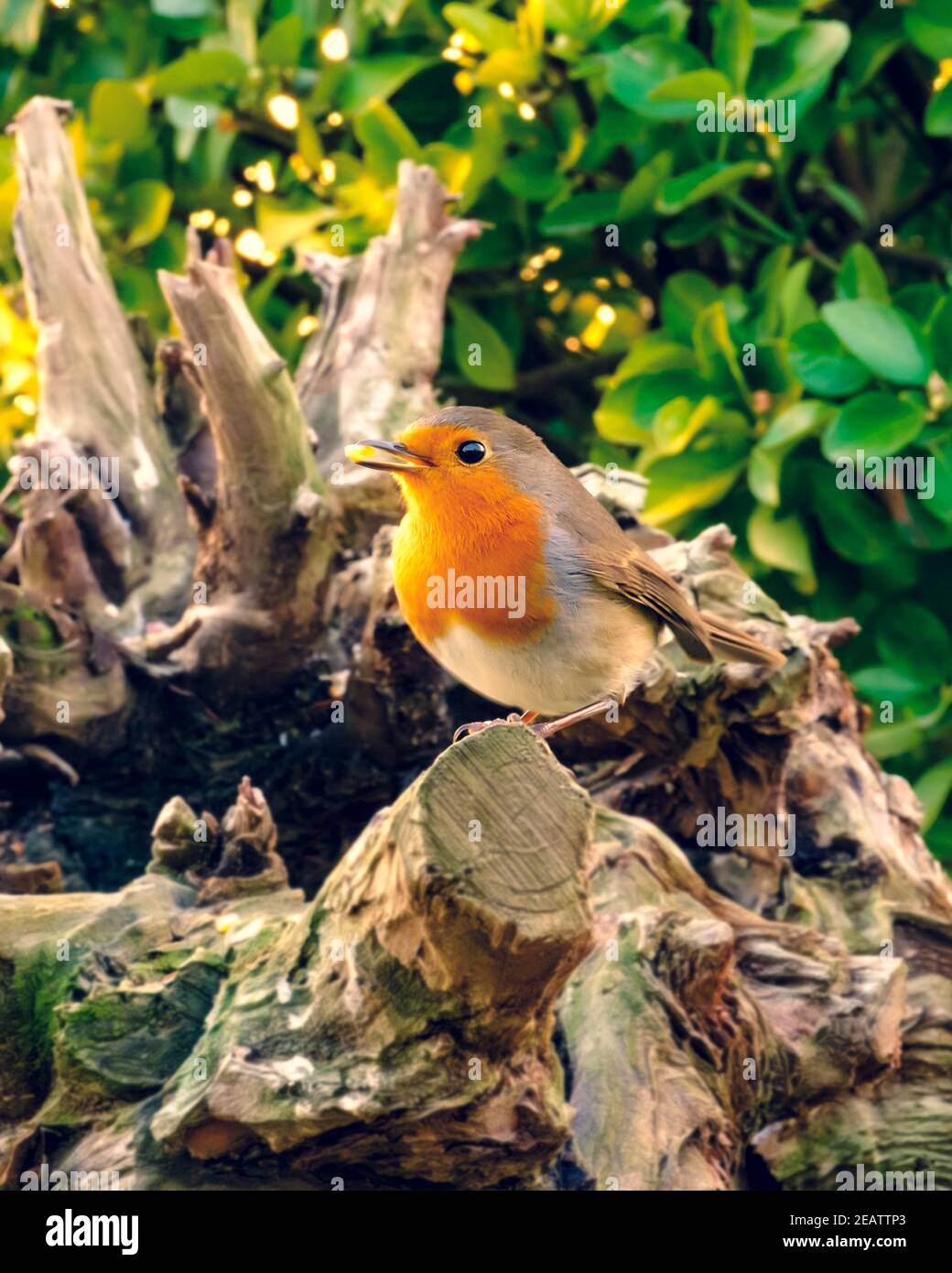 Un Robin parmi les branches d'un arbre Banque D'Images