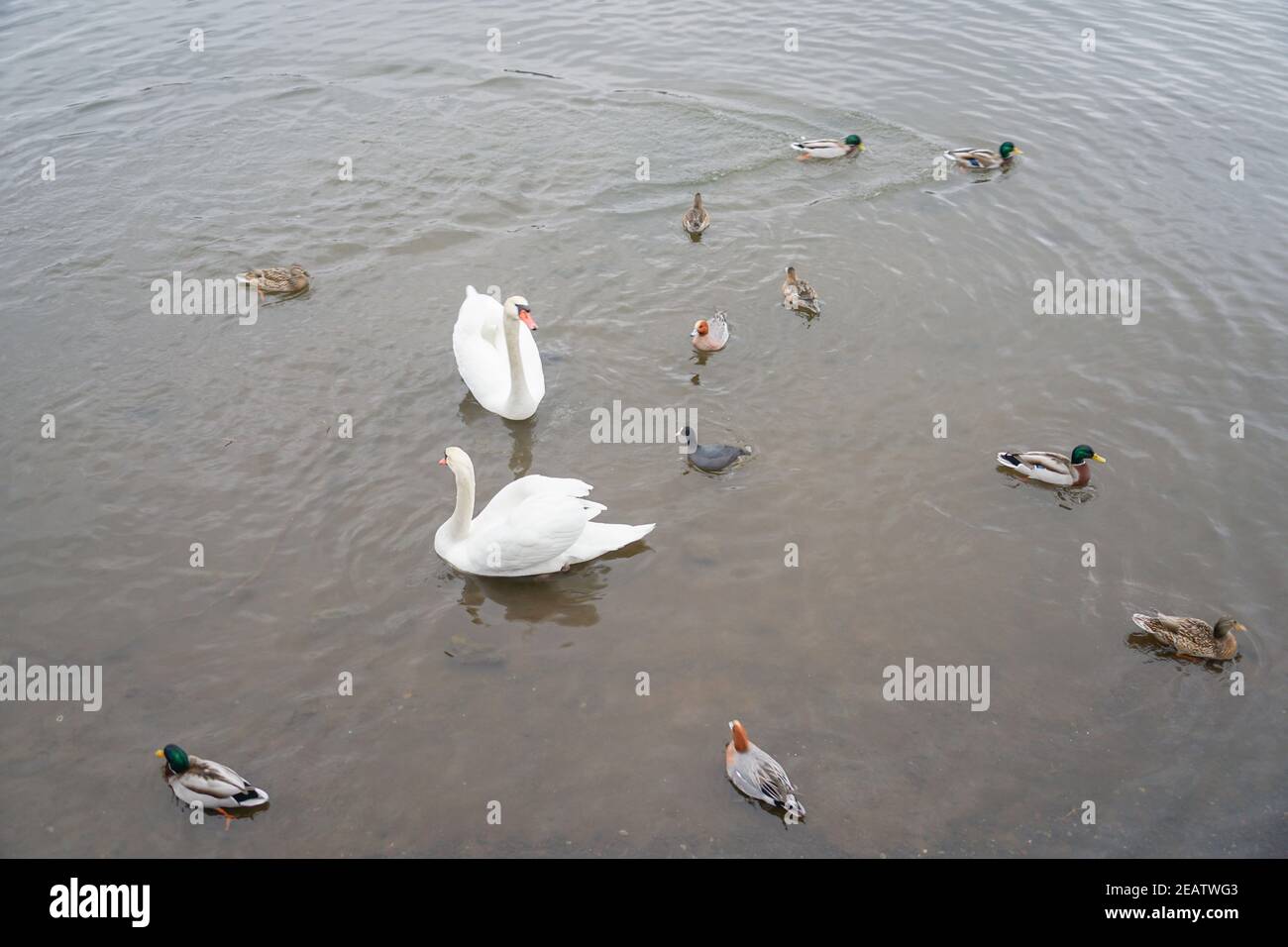 Image de Swan Lake Yamanaka Banque D'Images