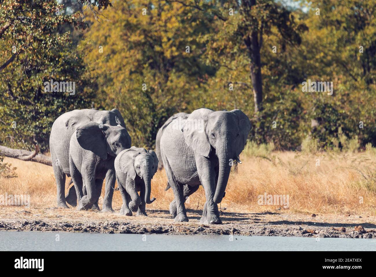 Sur l'éléphant d'Afrique, d'eau de la faune safari Banque D'Images