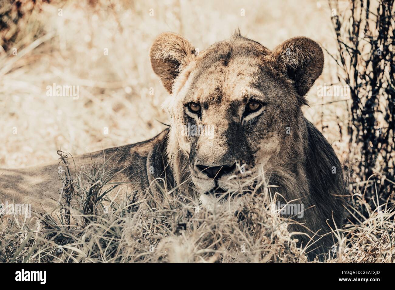 lion femelle dans Botswana Afrique safari faune Banque D'Images