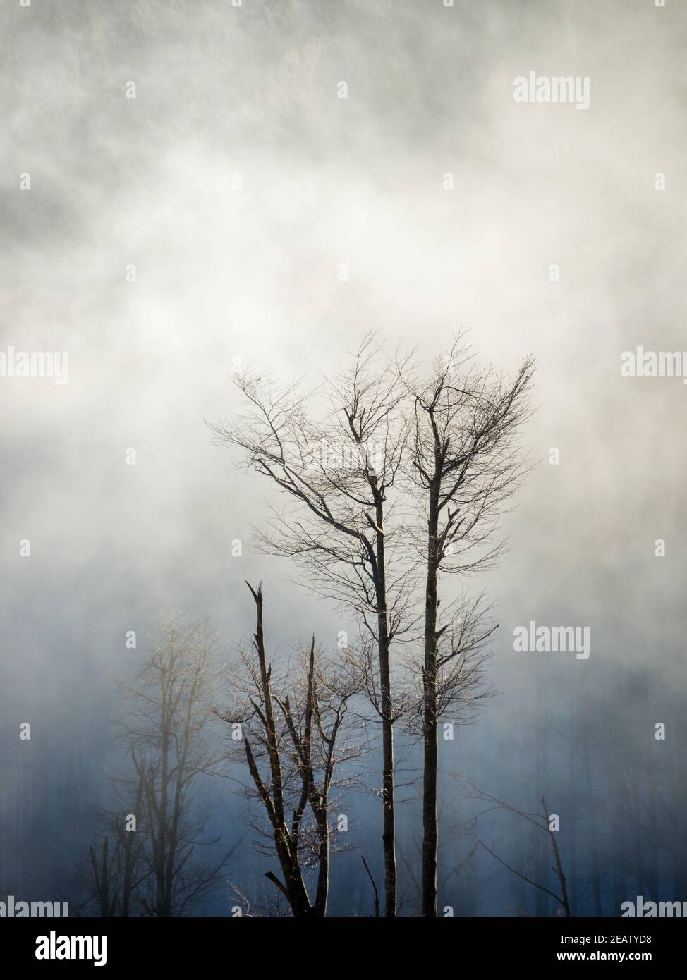 Ravaster les arbres avec le brouillard en hiver à la crête de montagne Hohe Baguette en basse-autriche Banque D'Images