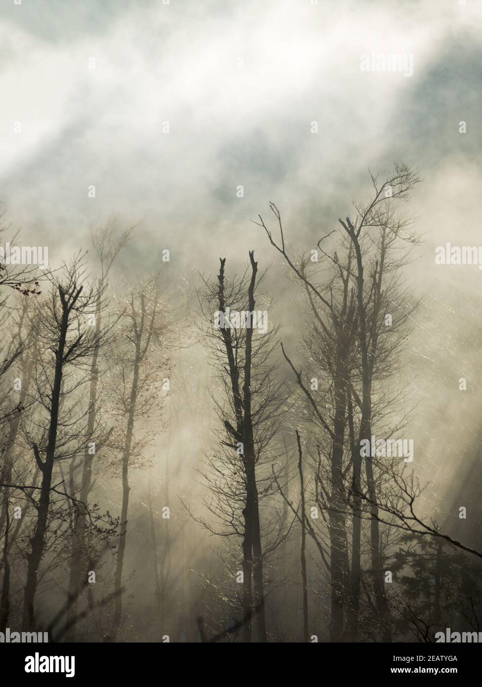 Ravaster les arbres avec le brouillard en hiver à la crête de montagne Hohe Baguette en basse-autriche Banque D'Images