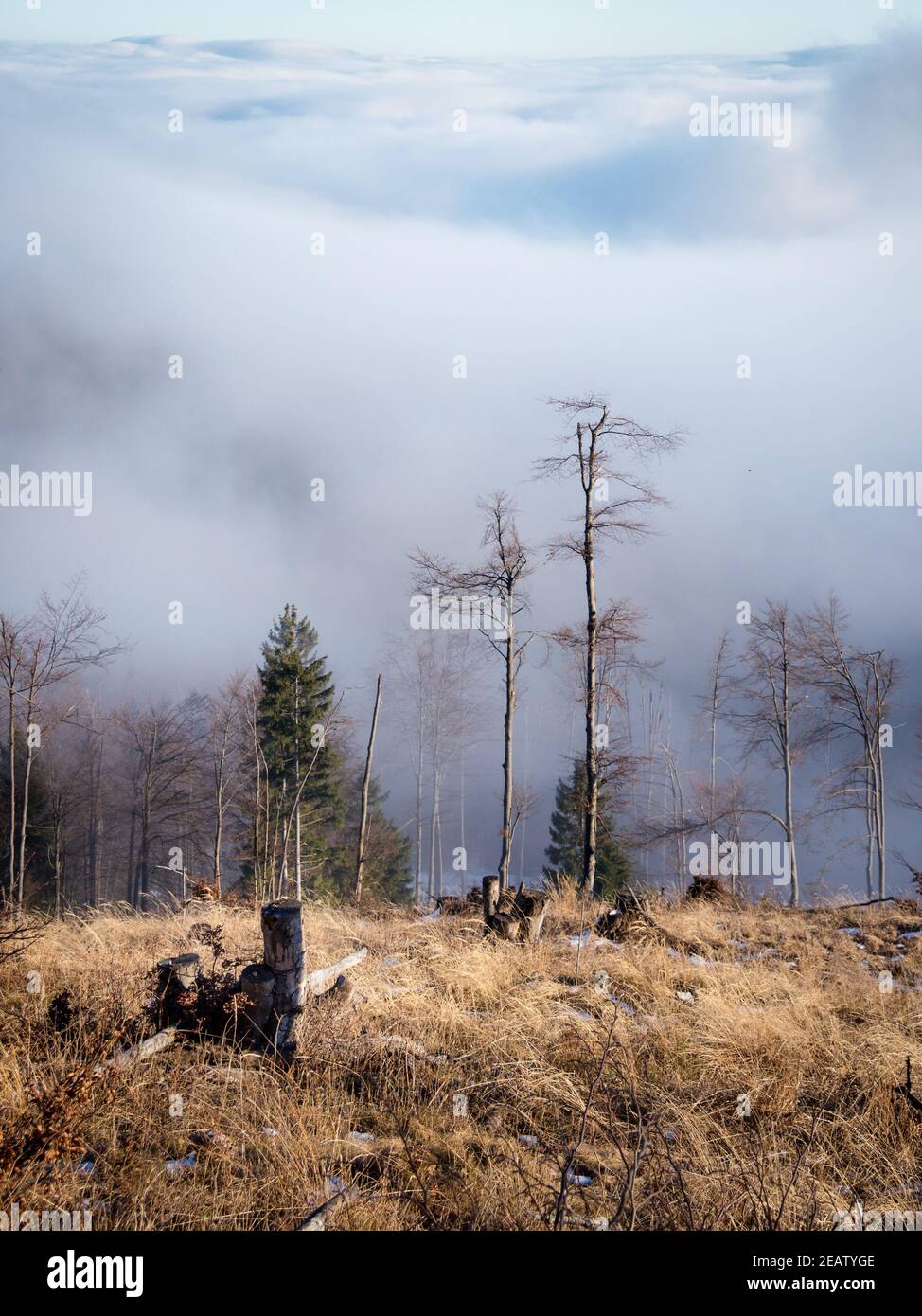 Ravaster les arbres avec le brouillard en hiver à la crête de montagne Hohe Baguette en basse-autriche Banque D'Images