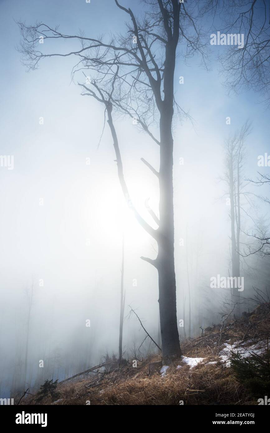 Brouillard mystérieux dans une forêt de montagne en hiver Banque D'Images