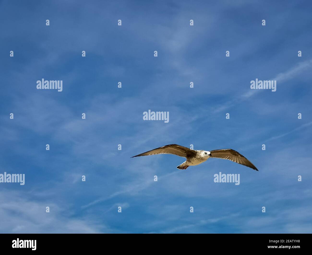 Belle photo d'un seul papillon volant dans le bleu ciel aux ailes largement ouvertes Banque D'Images Belle photo d'un seul papillon volant dans le bleu ciel aux ailes largement ouvertes Banque D'Images