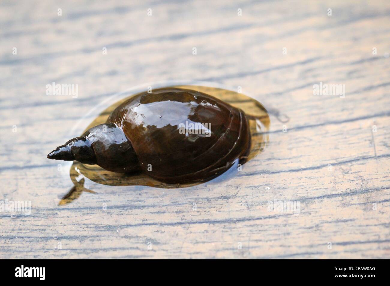 Photo d'un escargot de boue pointu (Lymnaea stagnalis) ou d'un escargot de corne pointu qui sont indigènes aux étangs. Banque D'Images