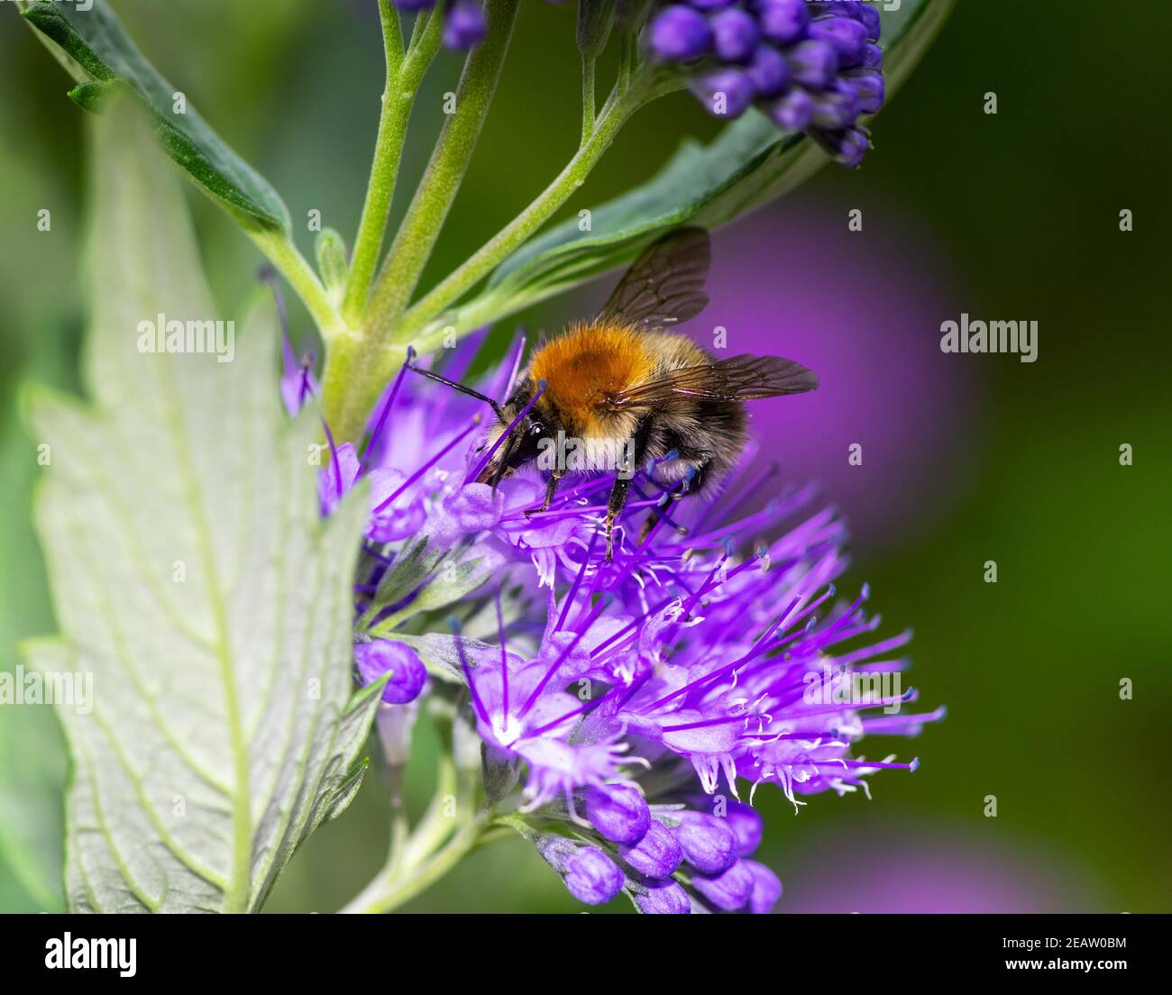 Bumblebee sur une fleur de bluebeard Banque D'Images