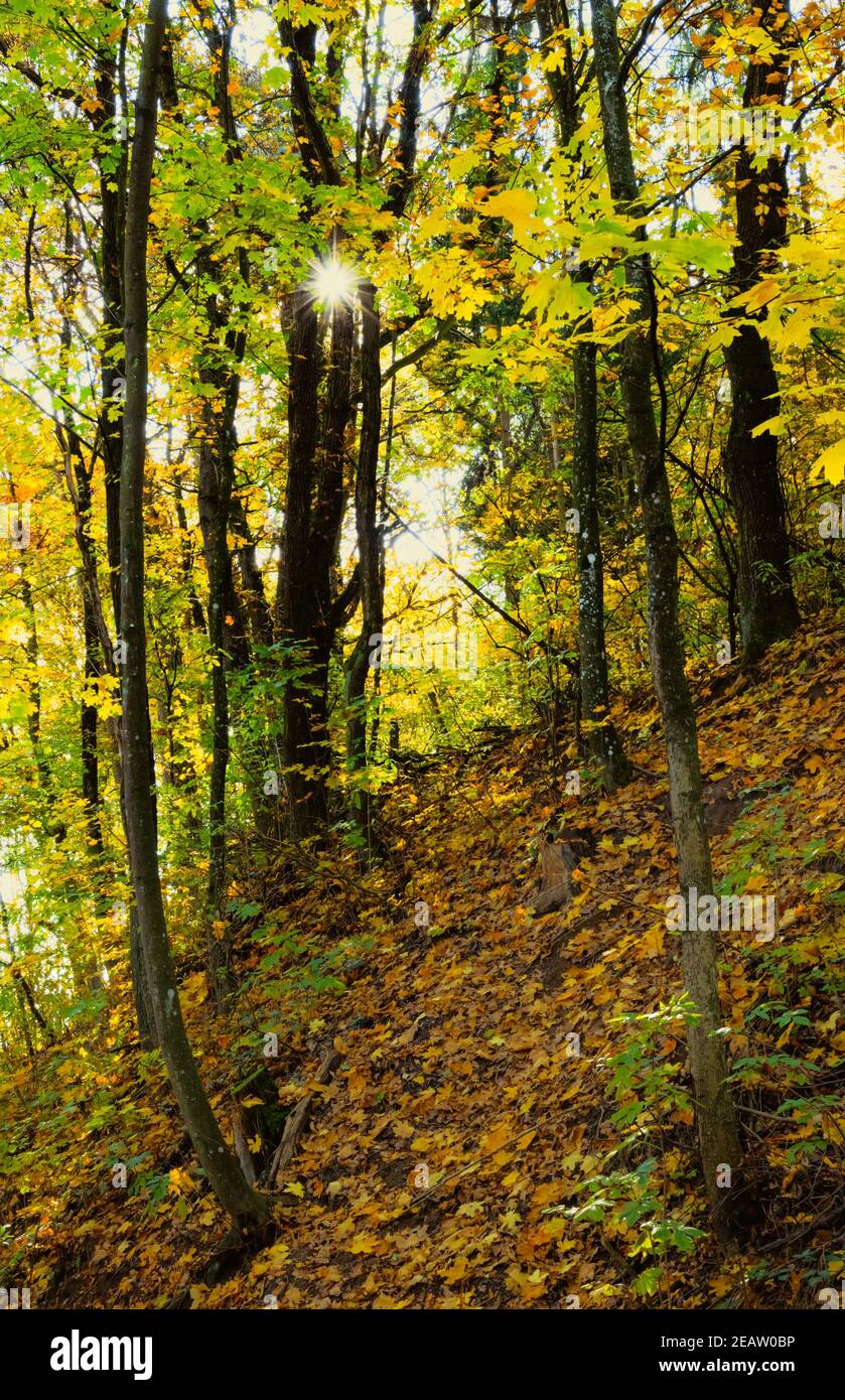 Poutres de soleil dans une forêt à feuilles caduques Banque D'Images