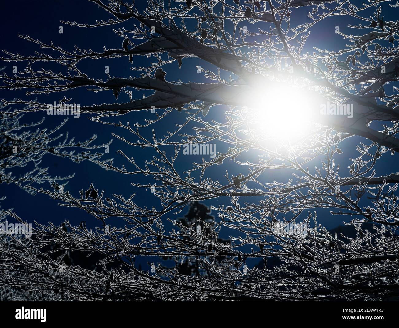 les rayons du soleil en hiver Banque D'Images