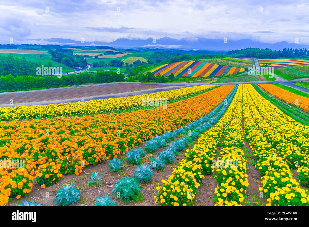 Vue sur le jardin fleuri de la colline de Shikisai (Hokkaido Biei-cho) Banque D'Images