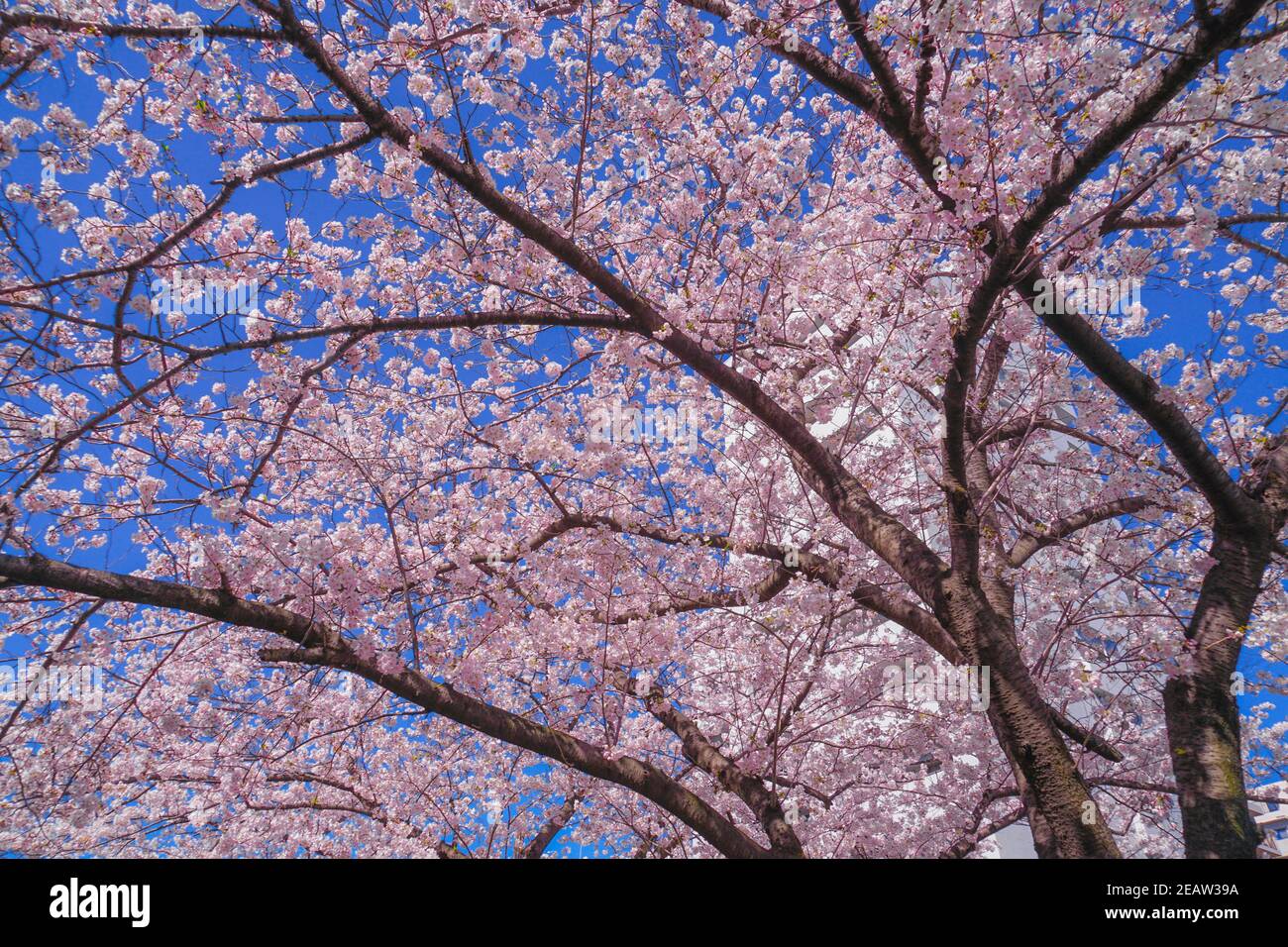 Sakura et les toits de pleine fleur de chanvre léger Rivière des vêtements Banque D'Images
