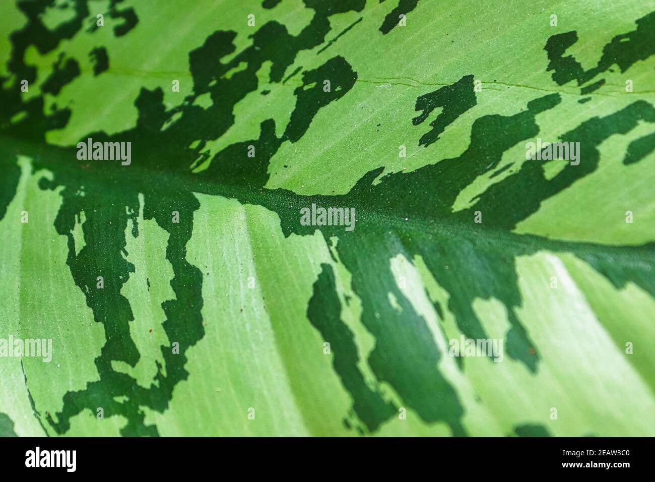 Macro des deux couleurs de ton sur une plante d'aglaonema Banque D'Images