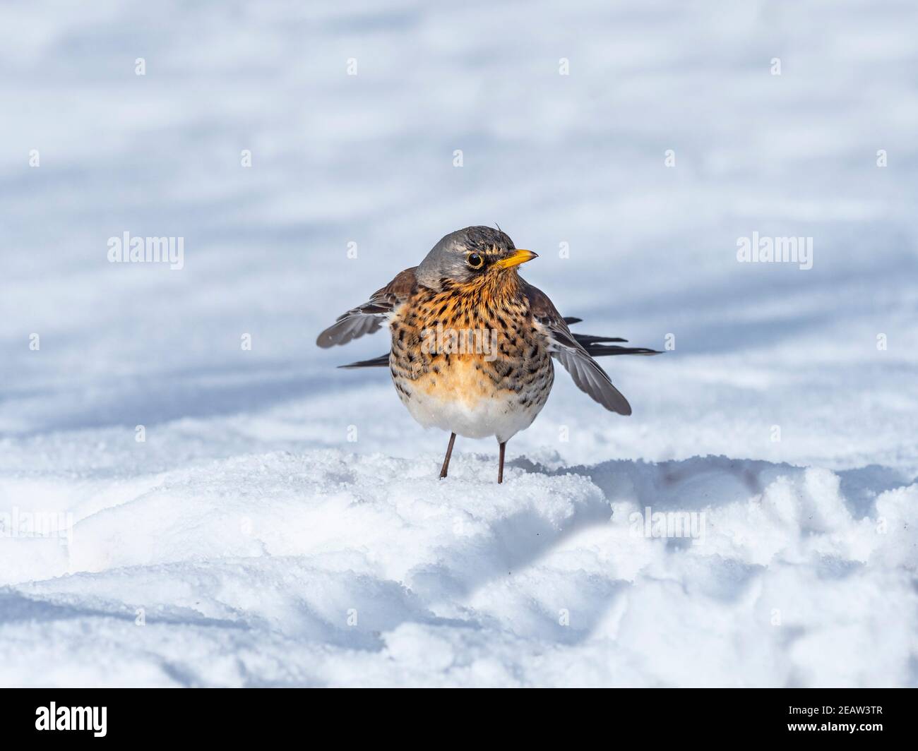 Fieldfare Turdus pilaris dans la neige glacée Norfolk UK Banque D'Images