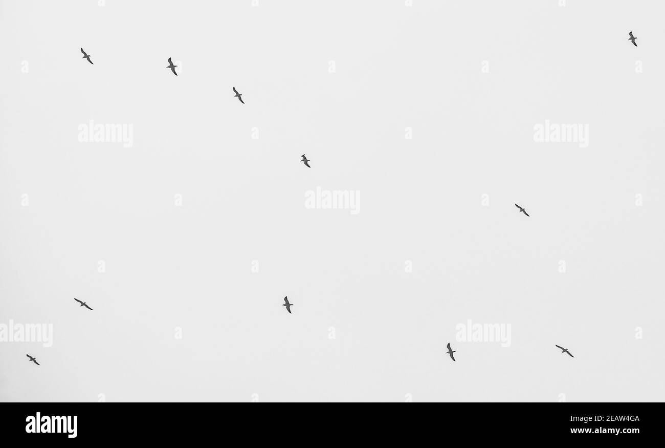 Les mouettes dans le ciel, les graphiques, leurs positions sur fond blanc forment une figure ressemblant à la constellation de l'Ursa Major Banque D'Images