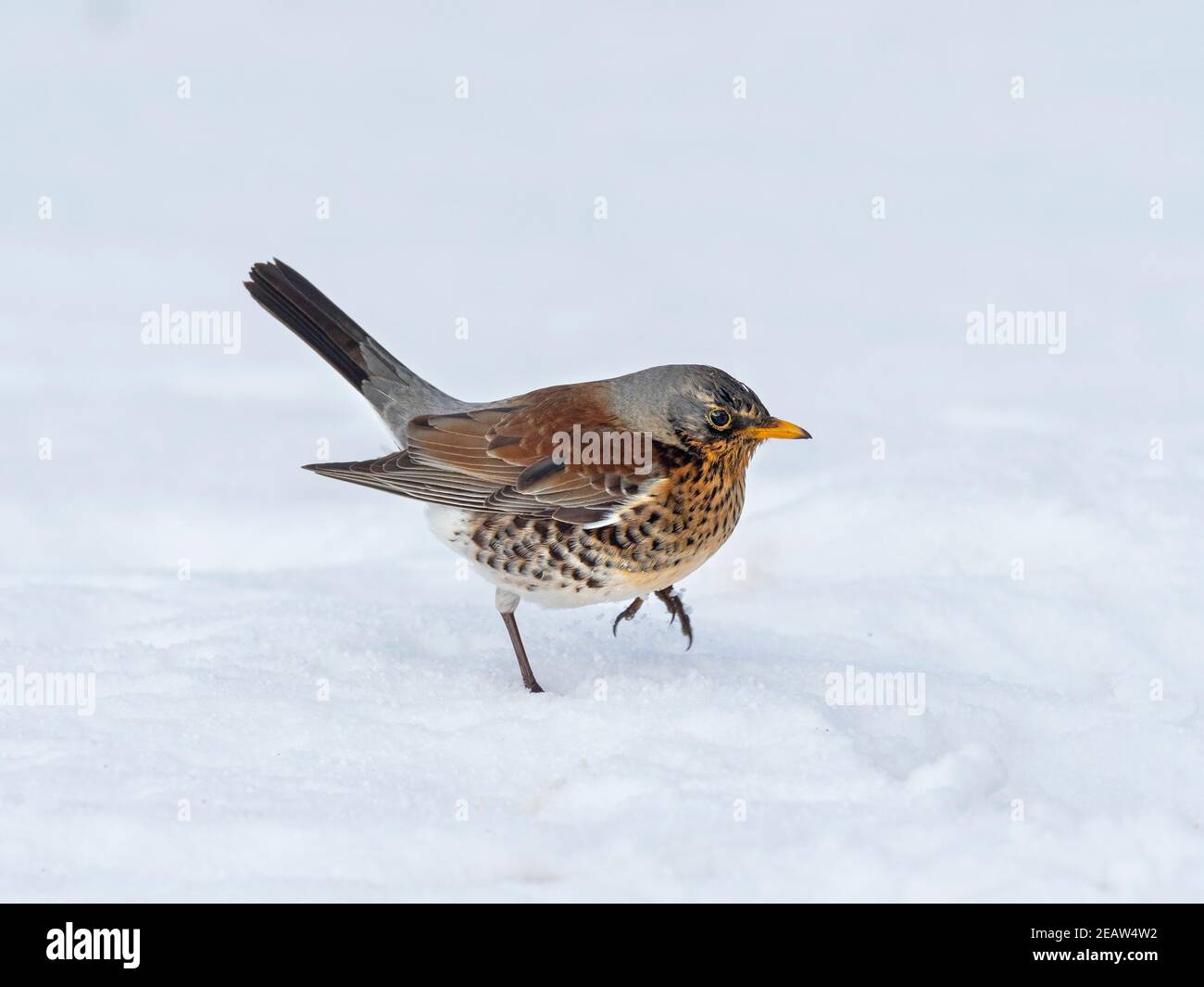 Fieldfare Turdus pilaris dans la neige glacée Norfolk UK Banque D'Images