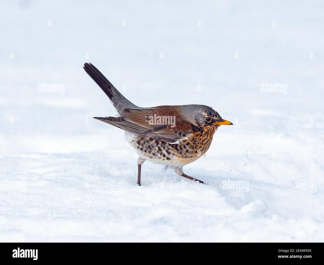 Fieldfare Turdus pilaris dans la neige glacée Norfolk UK Banque D'Images