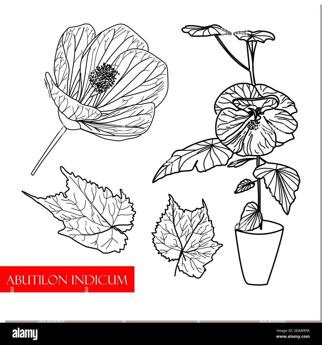 Abutilon indicum, buisson grimpant, plantes médicinales chinoises. Médicament. Banque D'Images