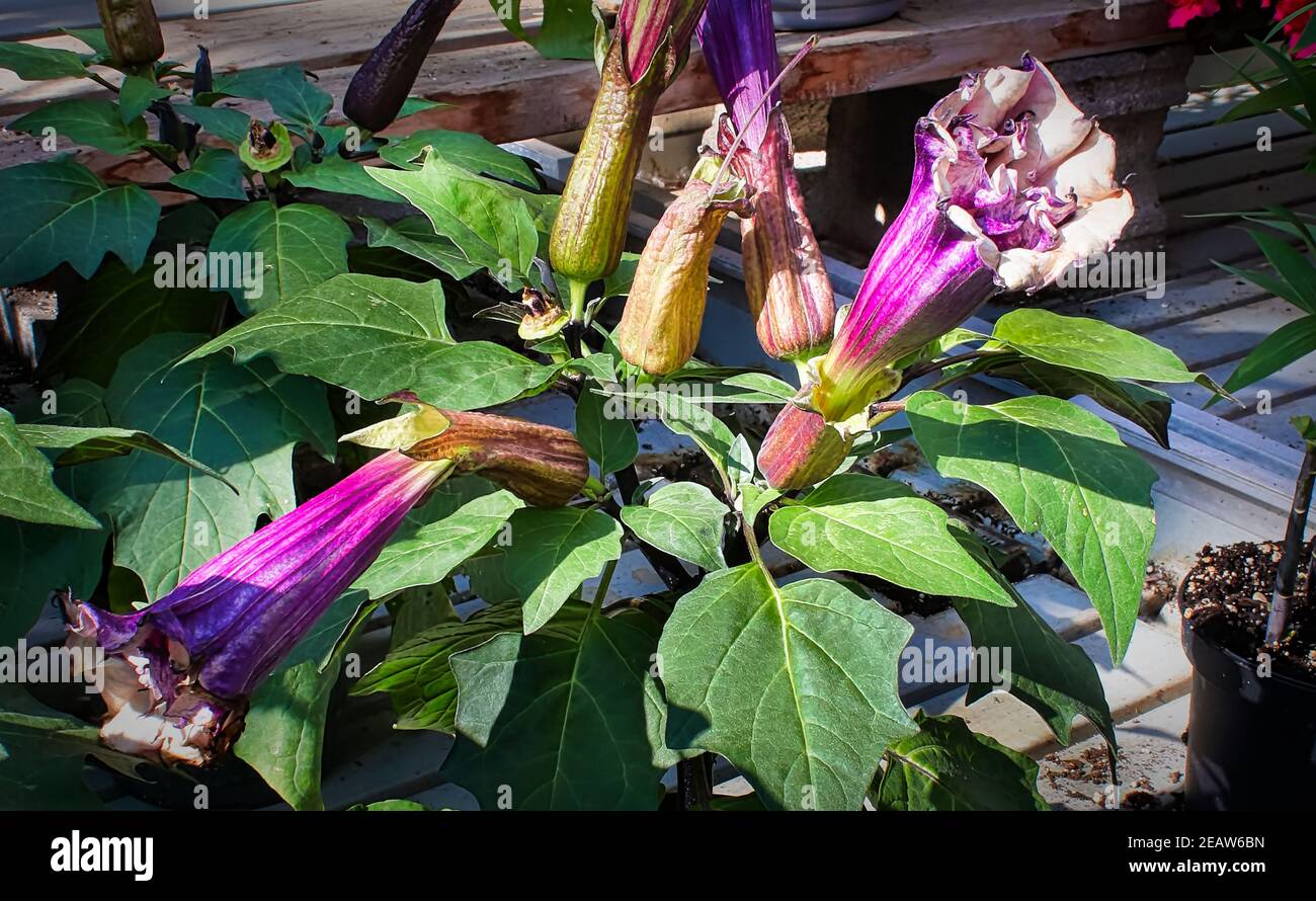 Maison de Datura avec des fleurs à différents stades Banque D'Images