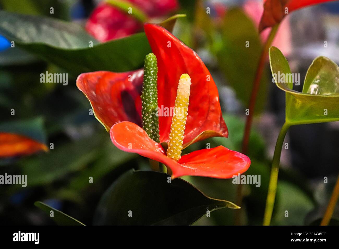 Macro de petites fleurs d'anthurium sur un spadix Banque D'Images