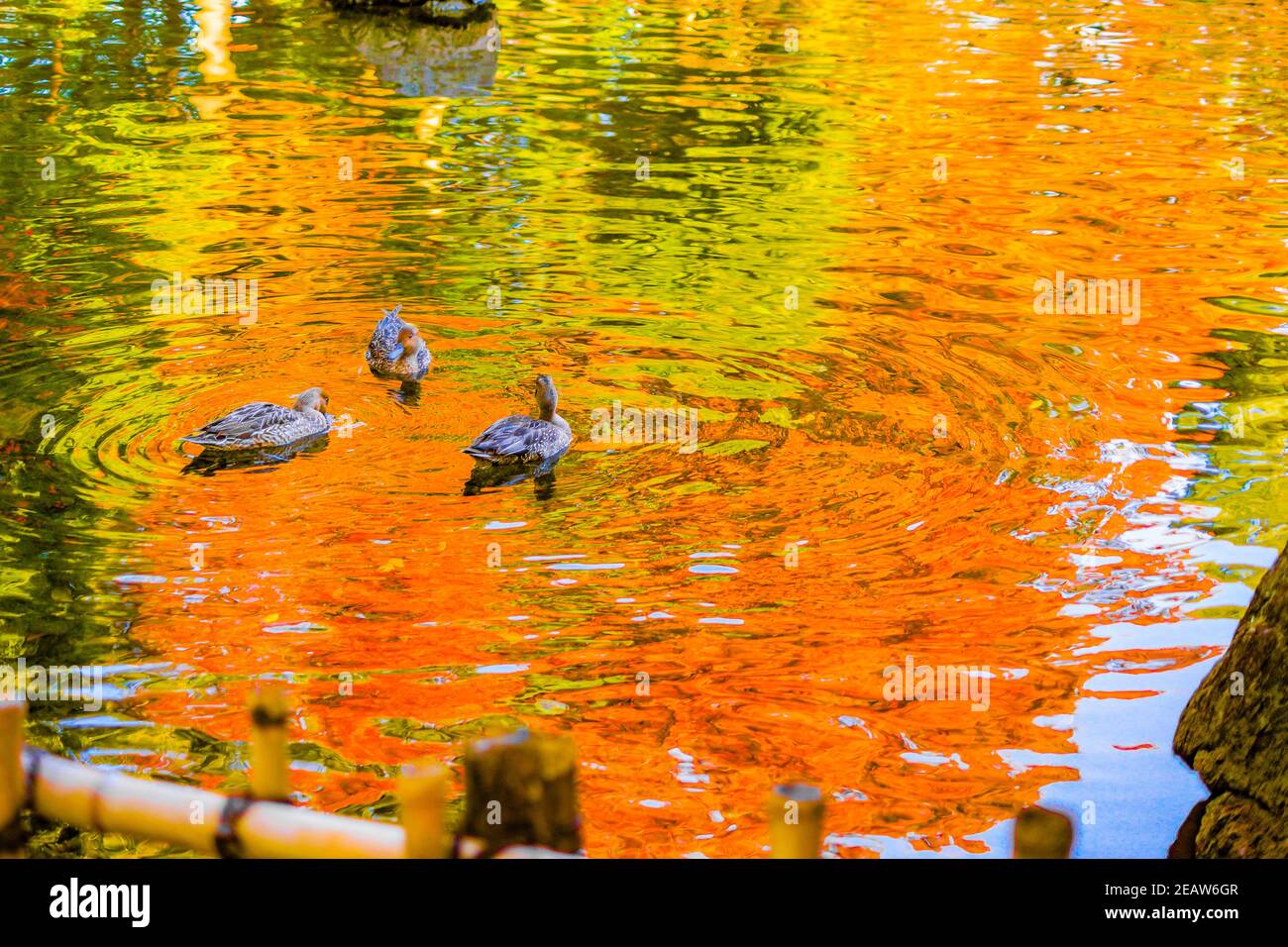 Canard de l'étang avec feuilles d'automne réfléchis Banque D'Images