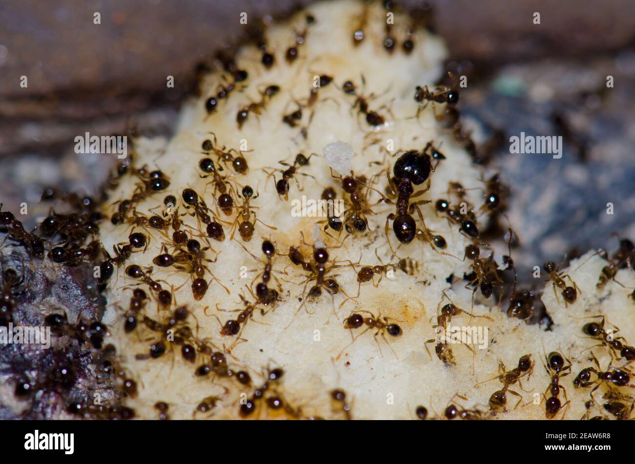 Argentine fourmis Linepitema Humile se nourrissant sur des restes de nourriture. Banque D'Images