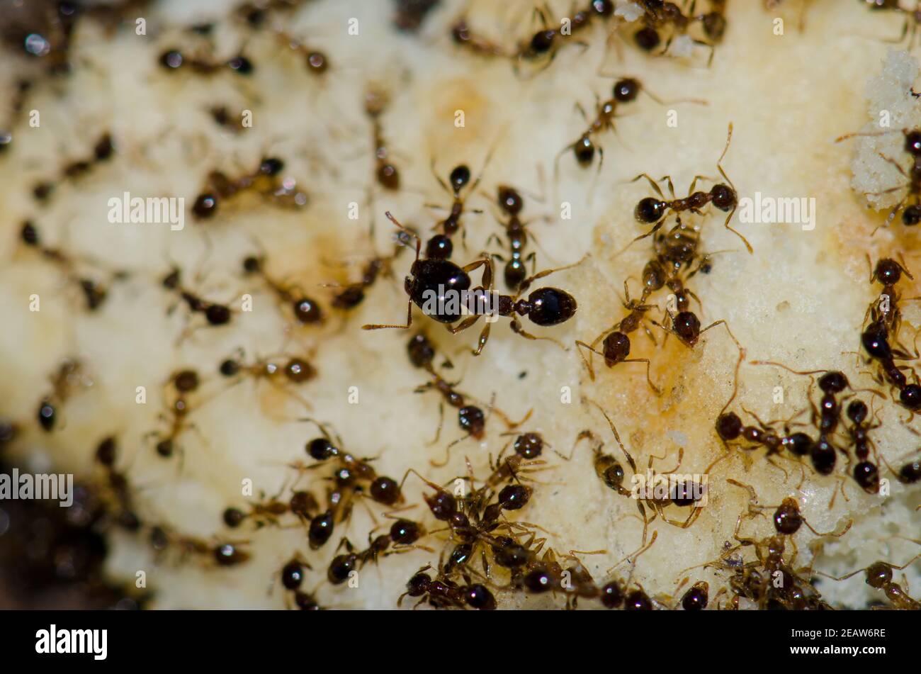 Argentine fourmis Linepitema Humile se nourrissant sur des restes de nourriture. Banque D'Images