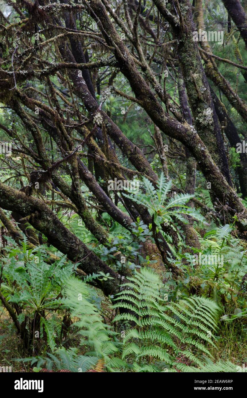 Forêt de Laurel dans le parc national de Garajonay. Banque D'Images