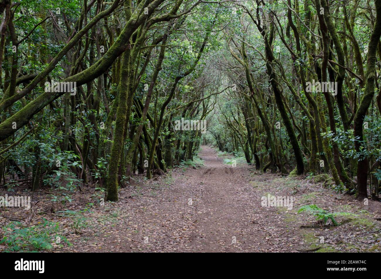 Sentier de randonnée dans le parc national de Garajonay. Banque D'Images