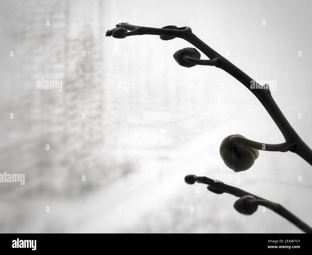 Orchid regarde comme le blizzard couvre la ville dans une couverture de neige. Banque D'Images