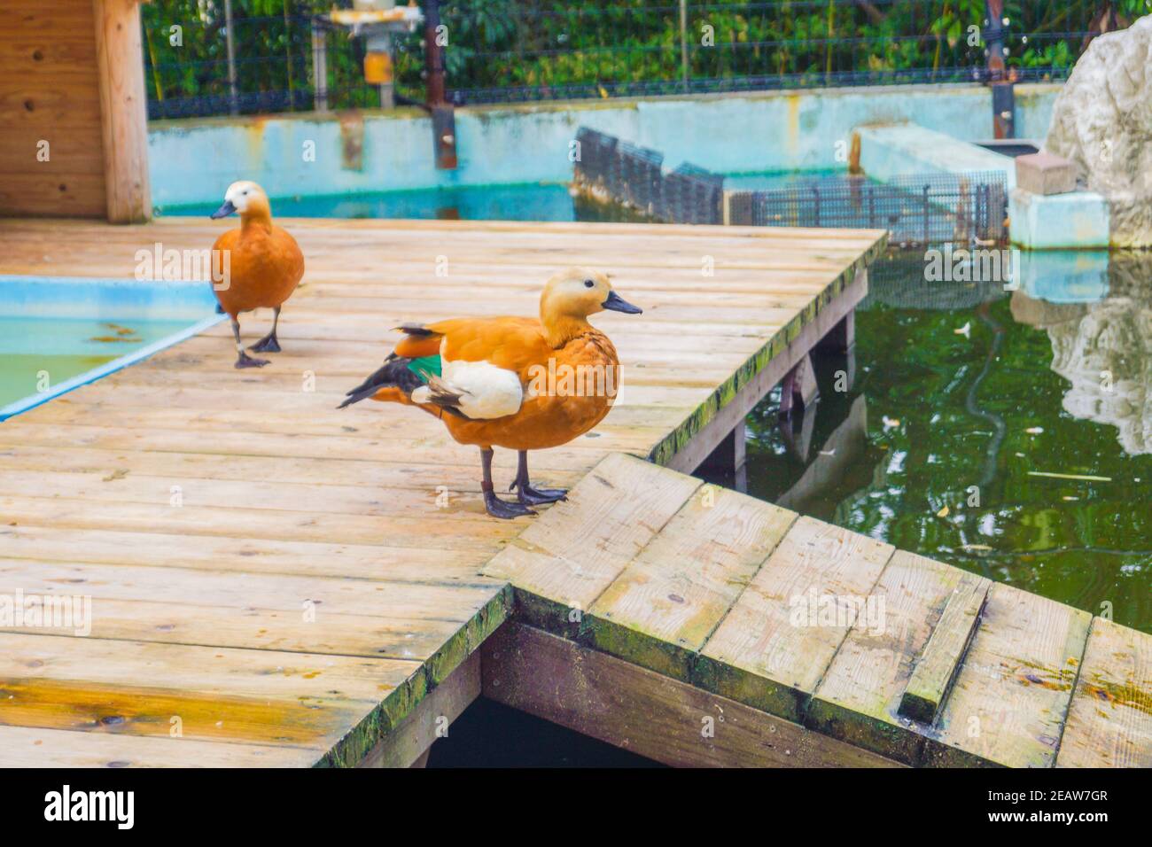 Image d'un Shelduck à la gouvernail (marron canard) Banque D'Images Image d'un Shelduck à la gouvernail (marron canard) Banque D'Images