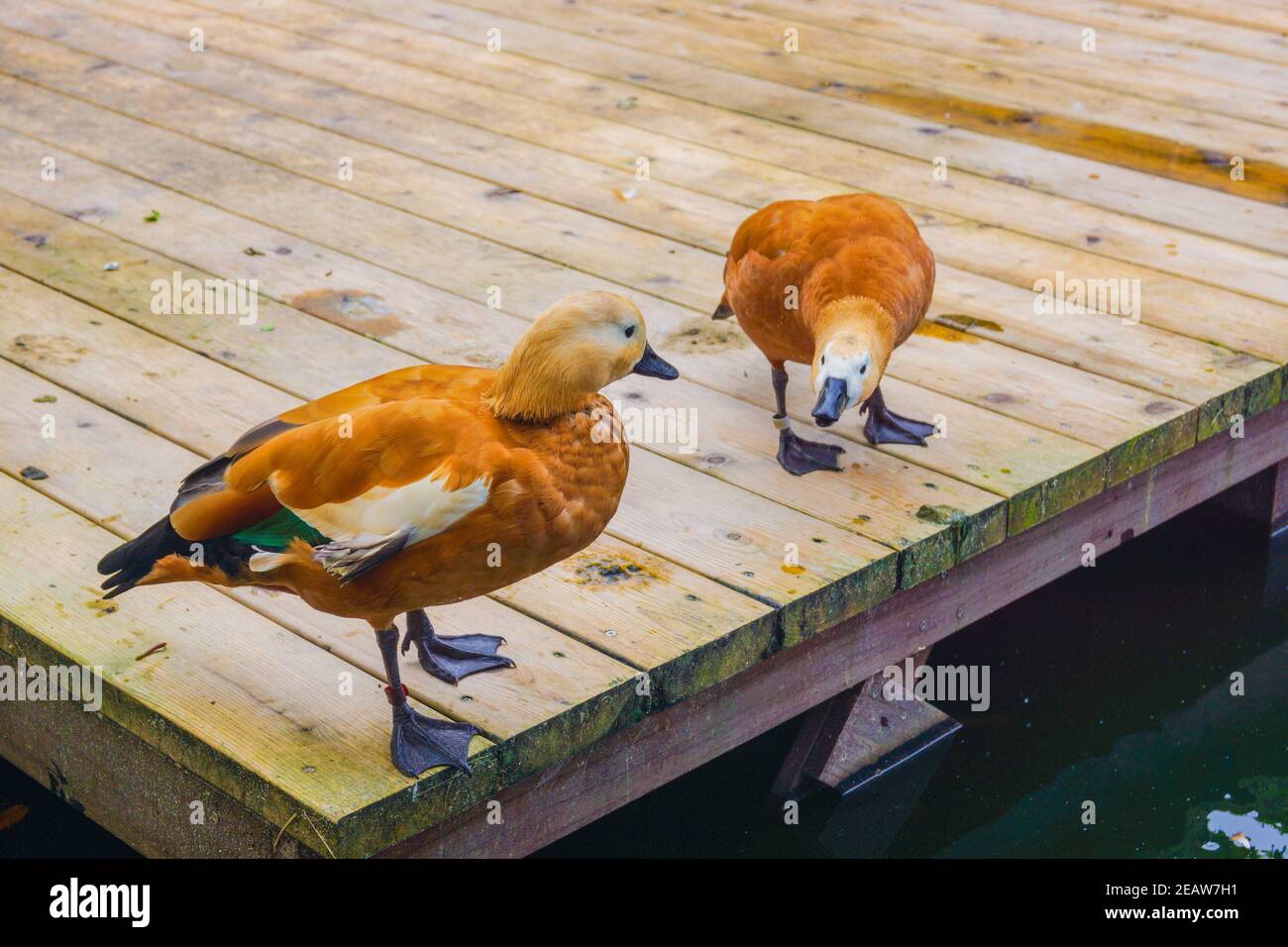Image d'un Shelduck à la gouvernail (marron canard) Banque D'Images Image d'un Shelduck à la gouvernail (marron canard) Banque D'Images