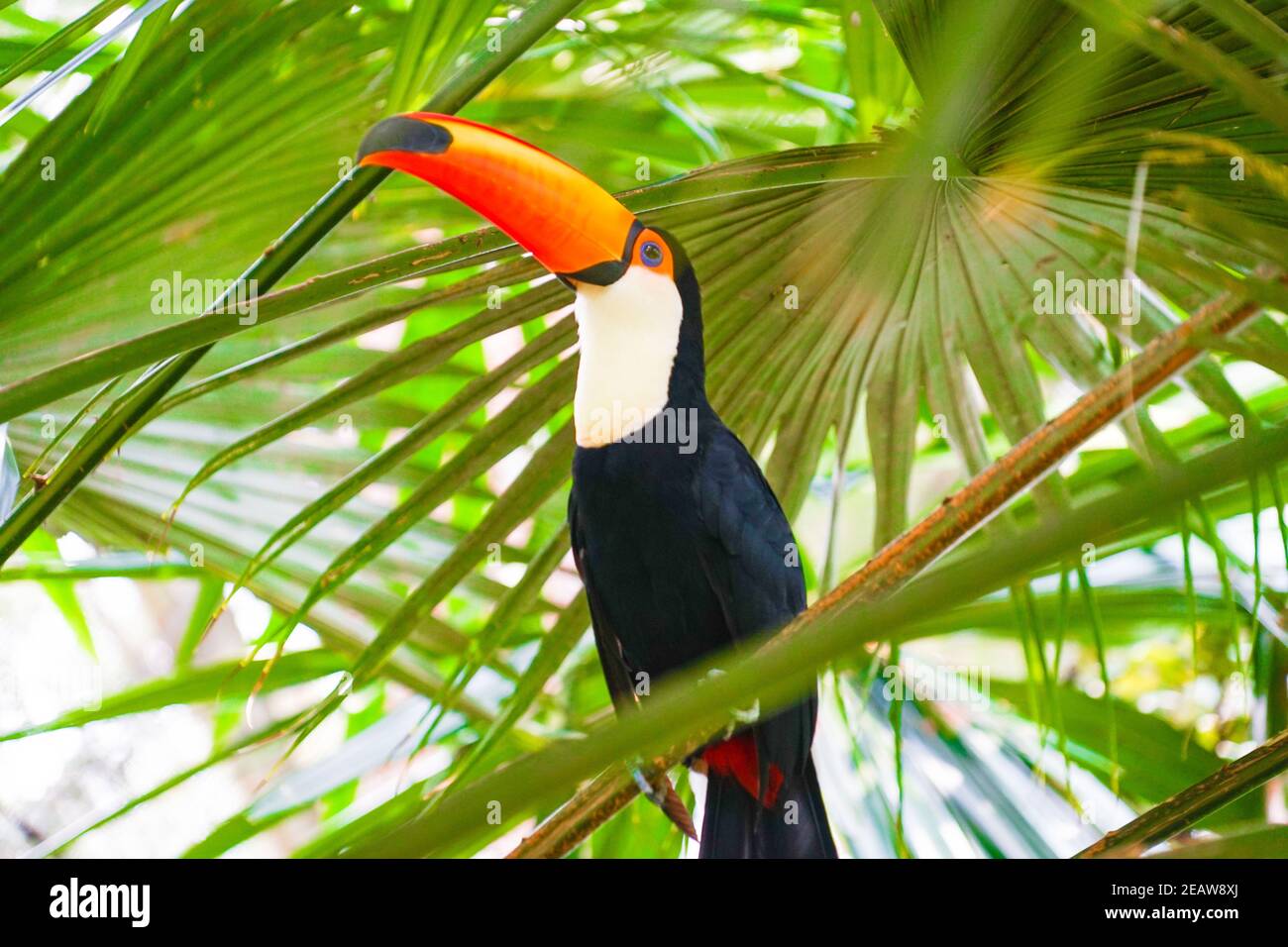 Toco Toucan (oiseau tropical coloré) Banque D'Images