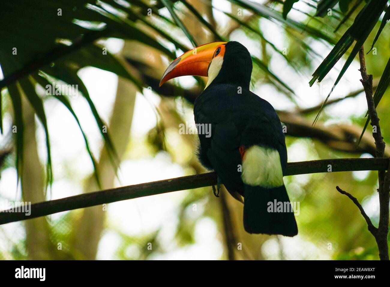 Toco Toucan (oiseau tropical coloré) Banque D'Images