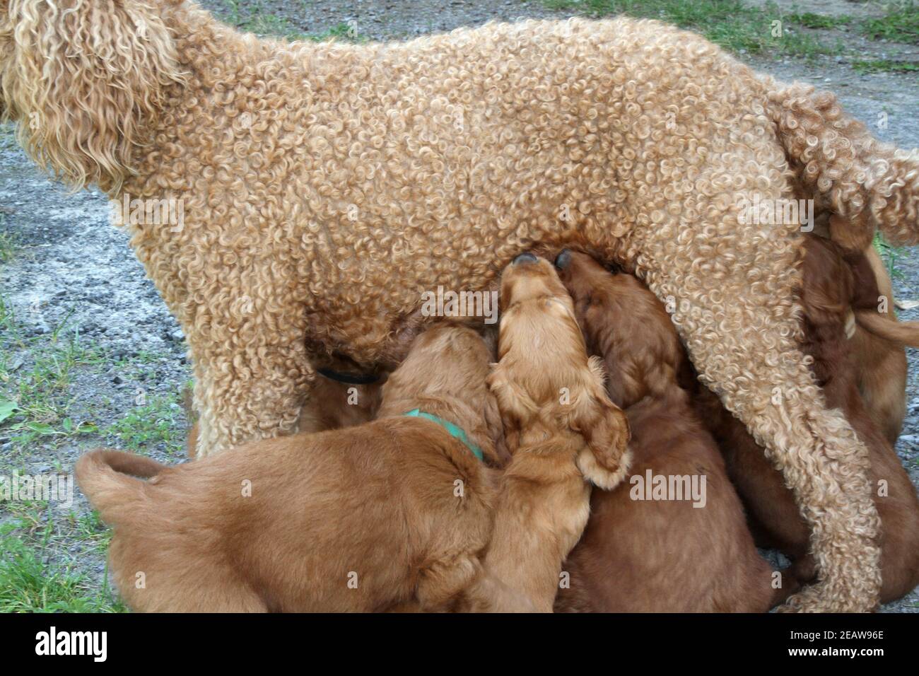 Poodle maman nourrissant ses bébés Banque D'Images