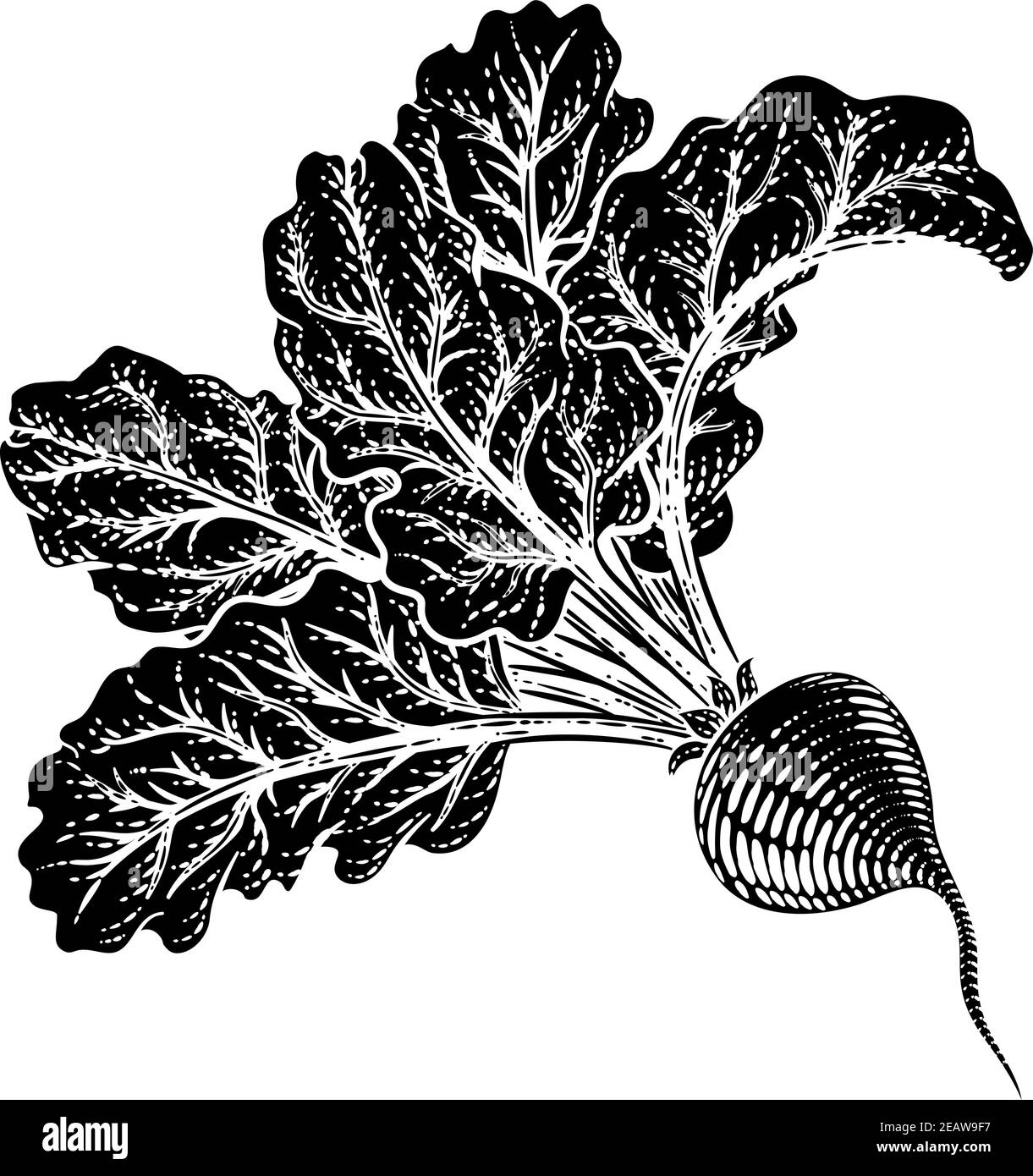 Illustration de la coupe de bois de betteraves et de légumes Illustration de Vecteur