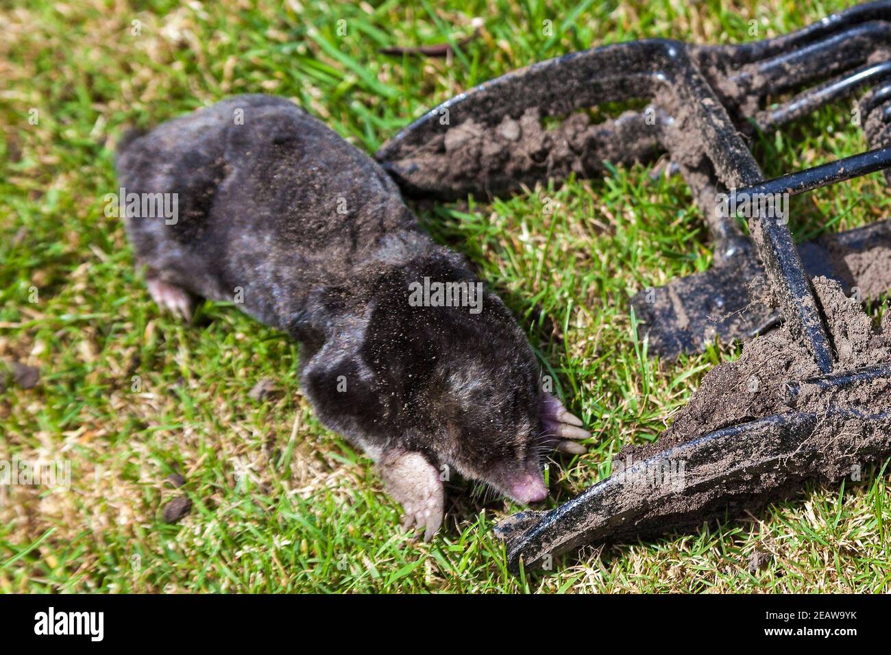 la mole ayant été prise dans un piège en ciseau métallique Banque D'Images