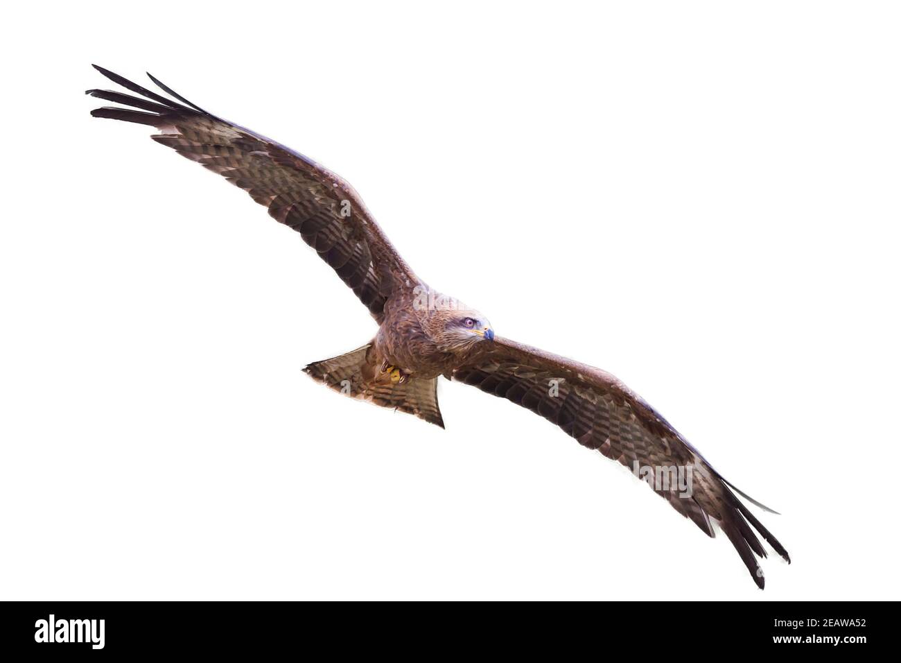 Cerf-volant noir (Milvus migrans) oiseau de proie rapateur volant avec des ailes étalées en vol couper et isoler Banque D'Images