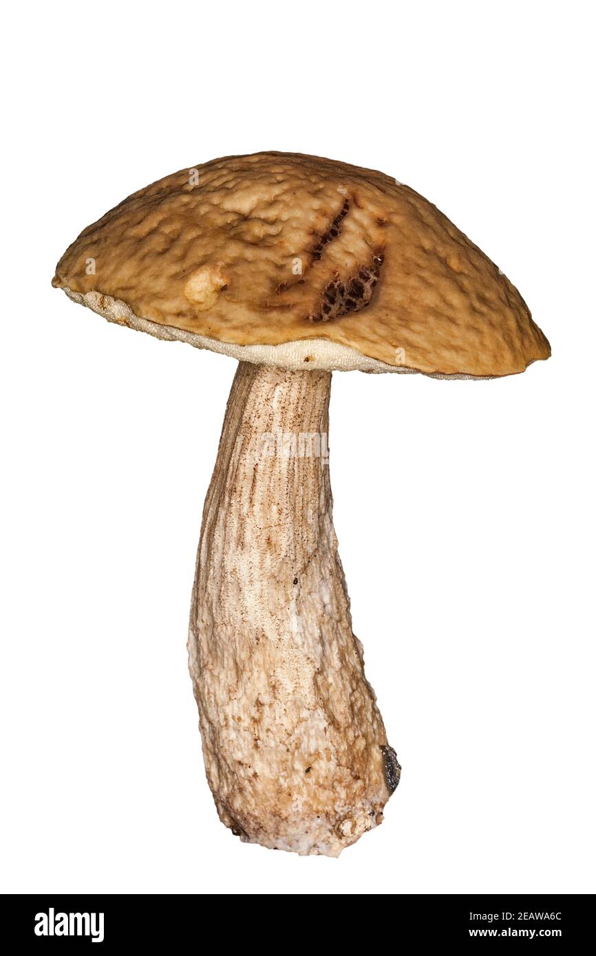 Champignons coupés et isolés Banque D'Images