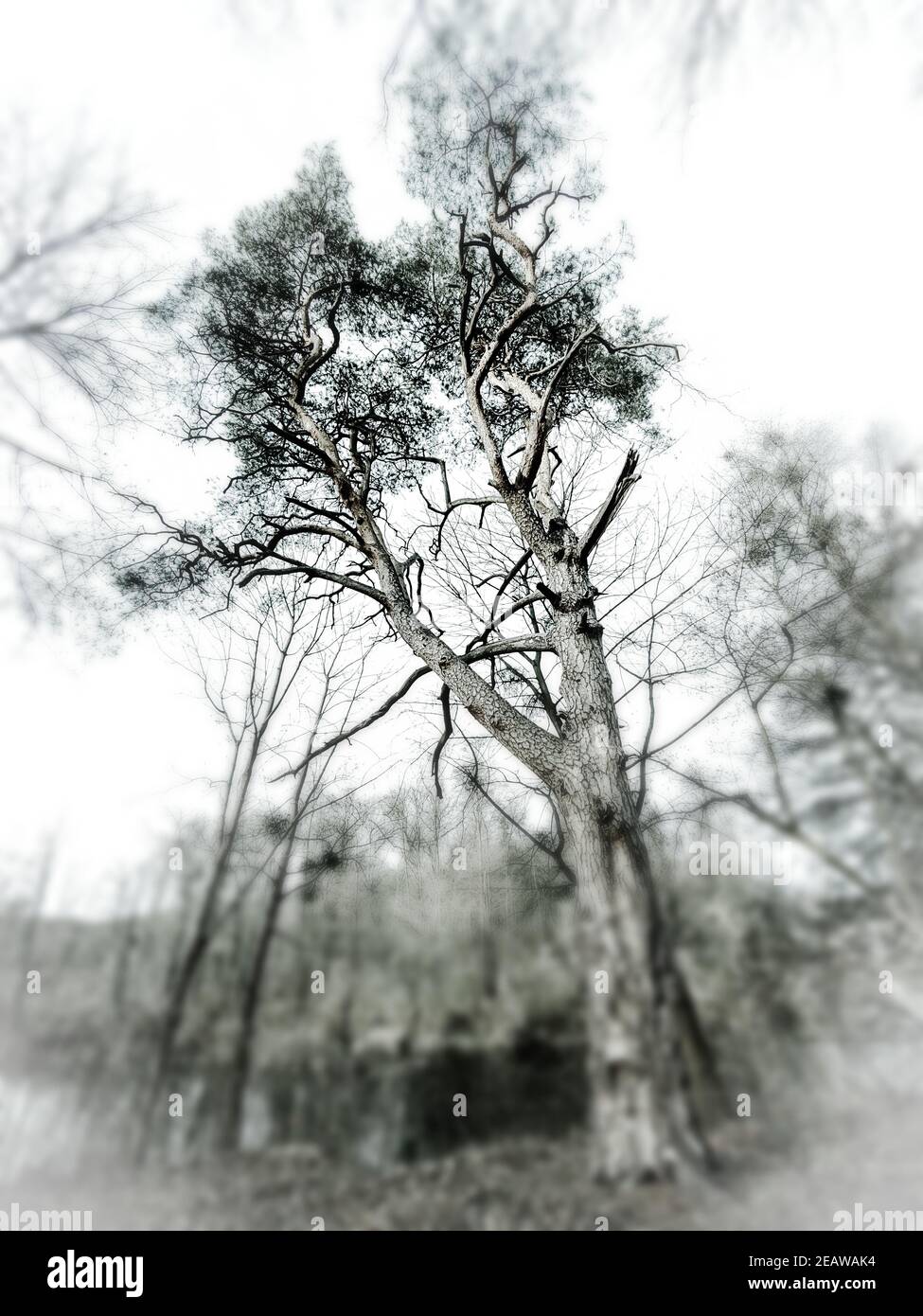 Un grand arbre contre le ciel - Oborniki Banque D'Images